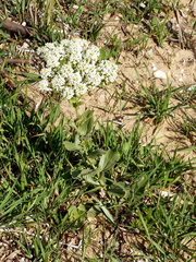 Lepidium draba