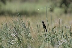 Euplectes albonotatus