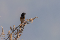 Emberiza fucata