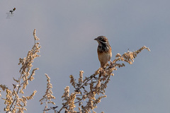 Emberiza fucata