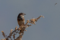Emberiza fucata