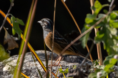 Emberiza godlewskii