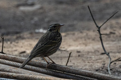 Anthus hodgsoni