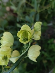 Aconitum coreanum