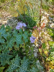 Erucaria hispanica
