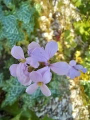 Erucaria hispanica