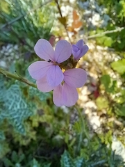 Erucaria hispanica