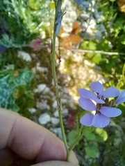 Erucaria hispanica