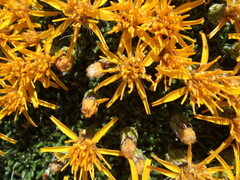 Brachyclados caespitosus