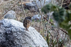 Emberiza godlewskii