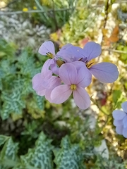 Erucaria hispanica