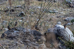 Emberiza godlewskii