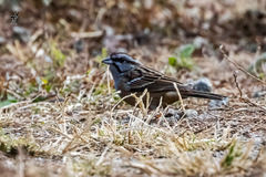Emberiza godlewskii