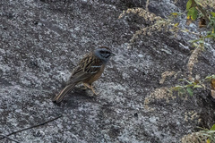 Emberiza godlewskii