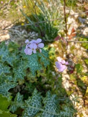Erucaria hispanica