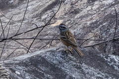 Emberiza godlewskii