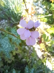 Erucaria hispanica