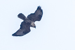 Buteo refectus