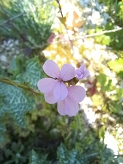Erucaria hispanica