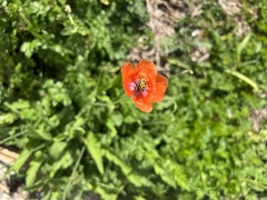 Papaver dubium