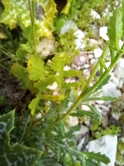 Erucaria hispanica