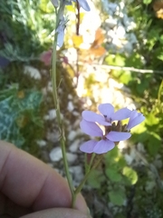 Erucaria hispanica