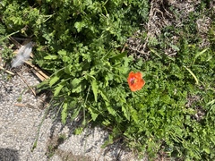 Papaver dubium
