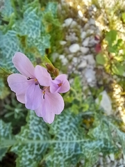 Erucaria hispanica