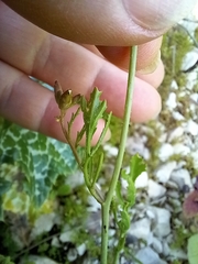 Erucaria hispanica