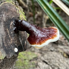Ganoderma boninense
