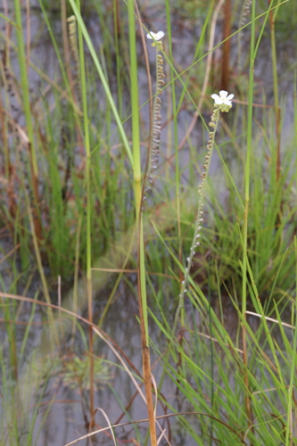 Drosera fulva