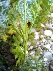 Erucaria hispanica