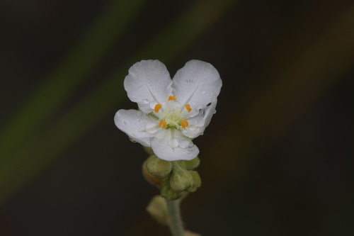 Drosera fulva