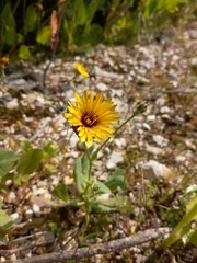 Reichardia tingitana