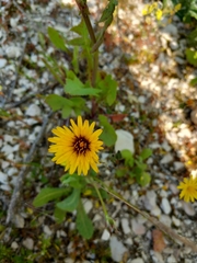 Reichardia tingitana