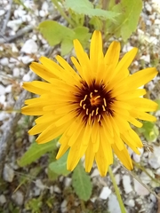 Reichardia tingitana