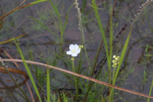 Drosera fulva