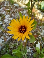 Reichardia tingitana