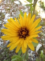 Reichardia tingitana