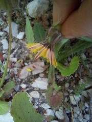 Reichardia tingitana