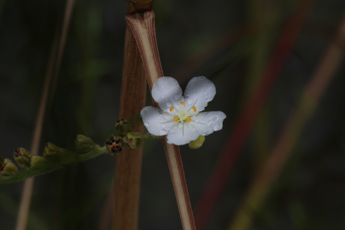 Drosera fulva