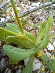 Reichardia tingitana