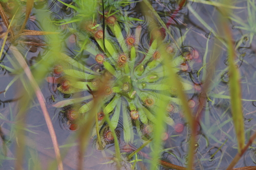 Drosera fulva