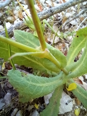 Reichardia tingitana