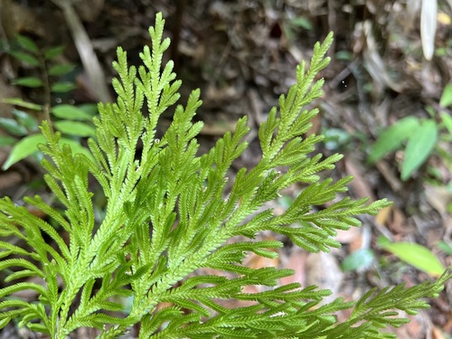 Image of Selaginella longipinna by (c) Sue Carnahan, some rights reserved (CC BY)