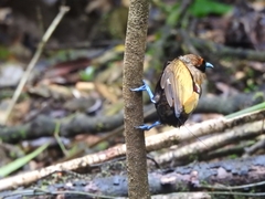 Cicinnurus magnificus