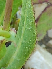Reichardia tingitana