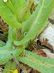 Reichardia tingitana