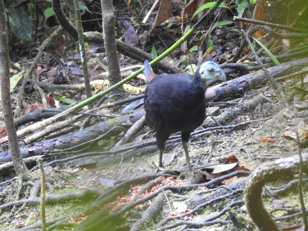 Wattled Brush-turkeys