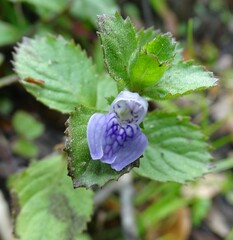 Hygrophila difformis